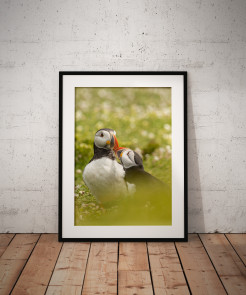 To buy a print or any of the below please click on the images